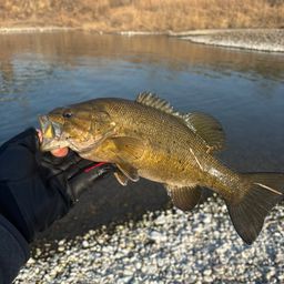 スモールマウスバス