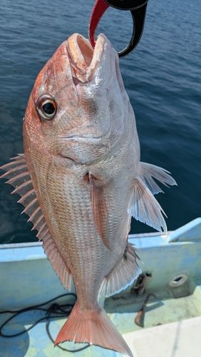 マダイの釣果