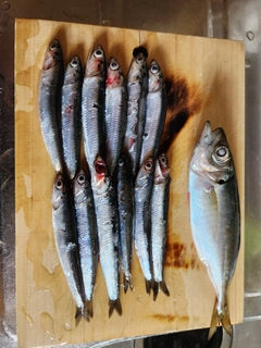 カタクチイワシの釣果