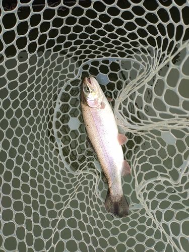 ニジマスの釣果