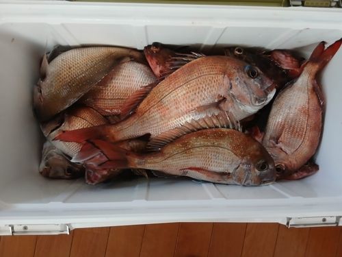 マダイの釣果