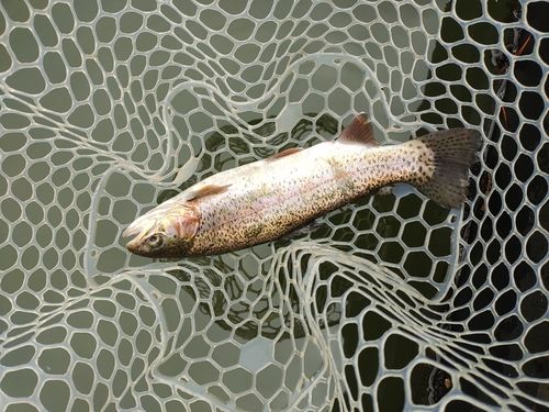 ニジマスの釣果