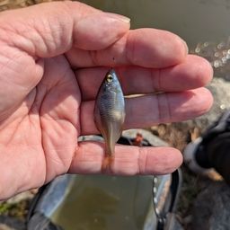 タイリクバラタナゴ