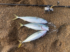 コゾクラの釣果