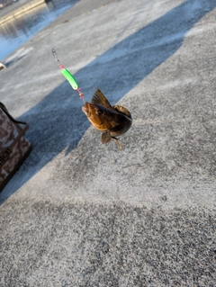 アイナメの釣果