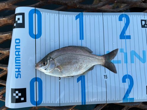 ウミタナゴの釣果