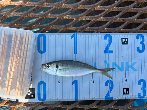 マアジの釣果