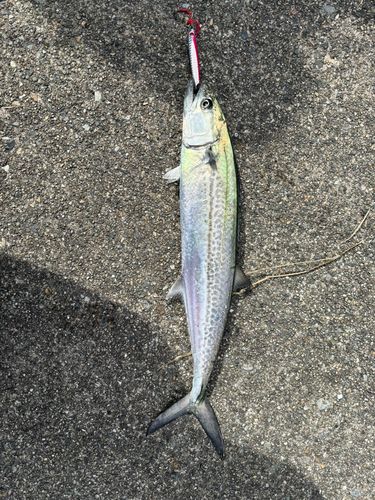 大野お台場公園前