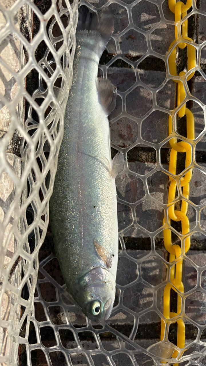 レインボートラウト