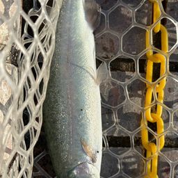 レインボートラウト