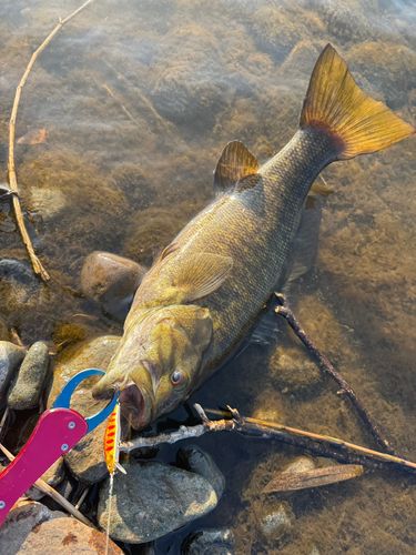 スモールマウスバスの釣果