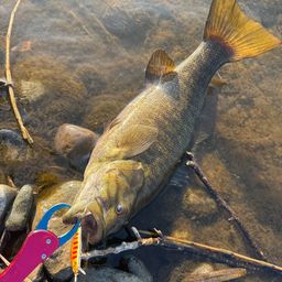 スモールマウスバス