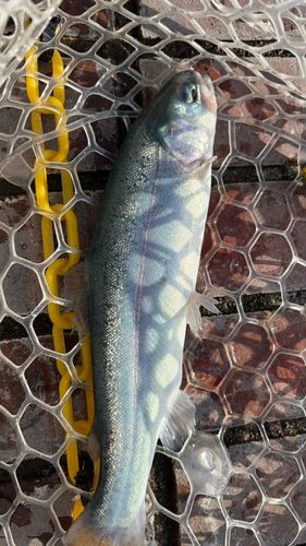 レインボートラウトの釣果