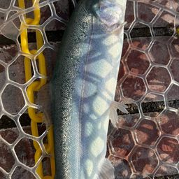 レインボートラウト