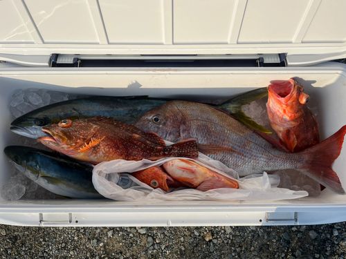 ヒラマサの釣果