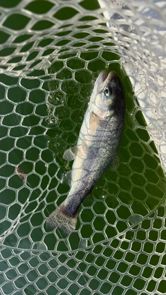 レインボートラウトの釣果