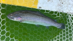 レインボートラウトの釣果