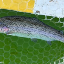 レインボートラウト