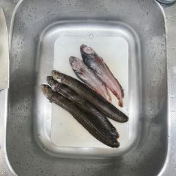 エゾイソアイナメ