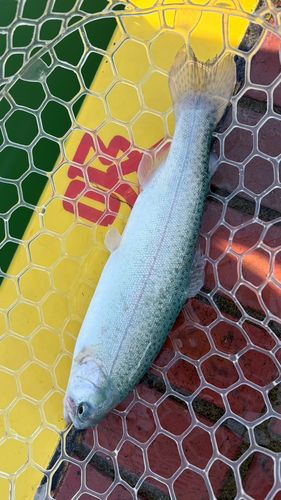 レインボートラウトの釣果