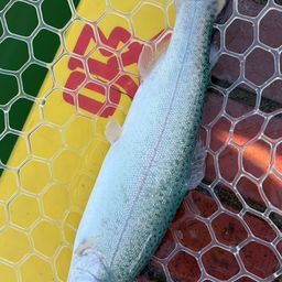 レインボートラウト