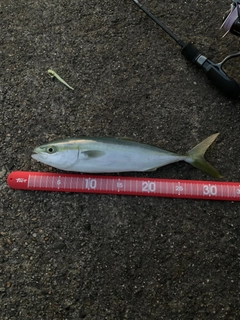 コゾクラの釣果