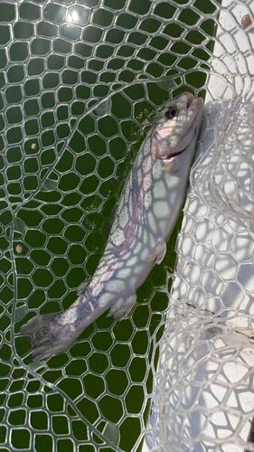 レインボートラウトの釣果