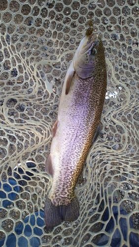 ニジマスの釣果