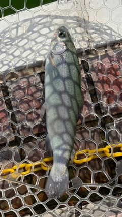レインボートラウトの釣果