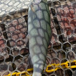 レインボートラウト