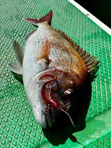 マダイの釣果