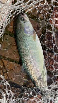 レインボートラウトの釣果