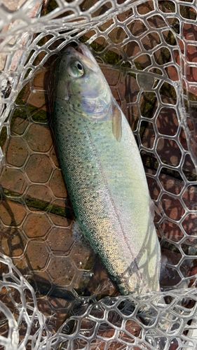 レインボートラウトの釣果