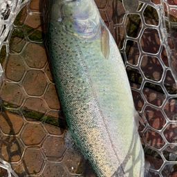 レインボートラウト