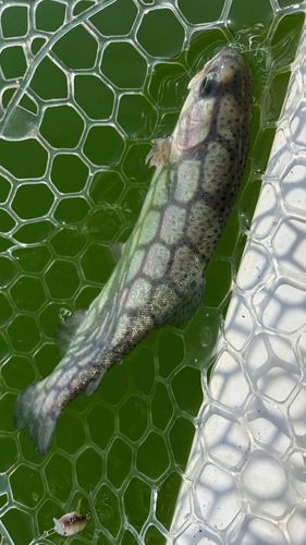 レインボートラウトの釣果