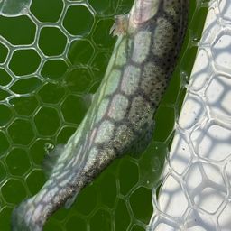 レインボートラウト