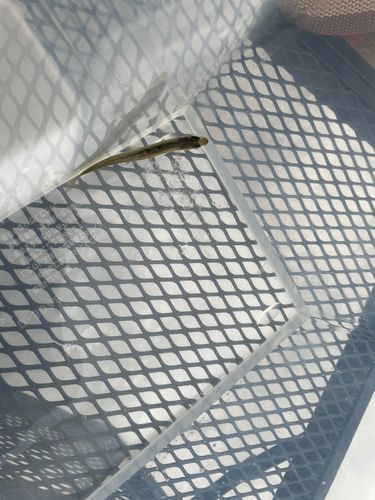 ワカサギの釣果