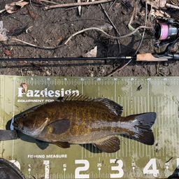 スモールマウスバス