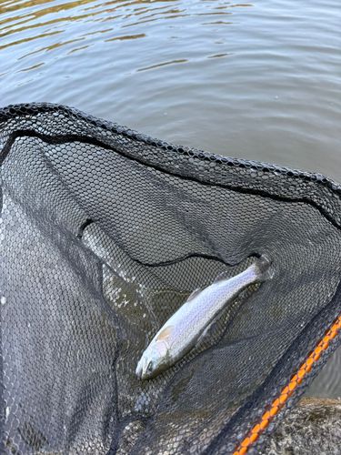 レインボートラウトの釣果