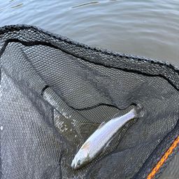 レインボートラウト