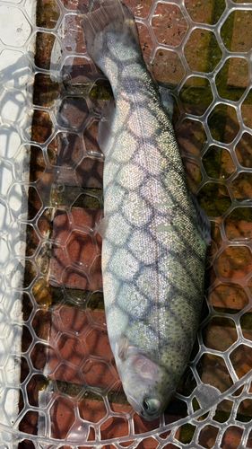 レインボートラウトの釣果