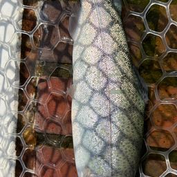 レインボートラウト