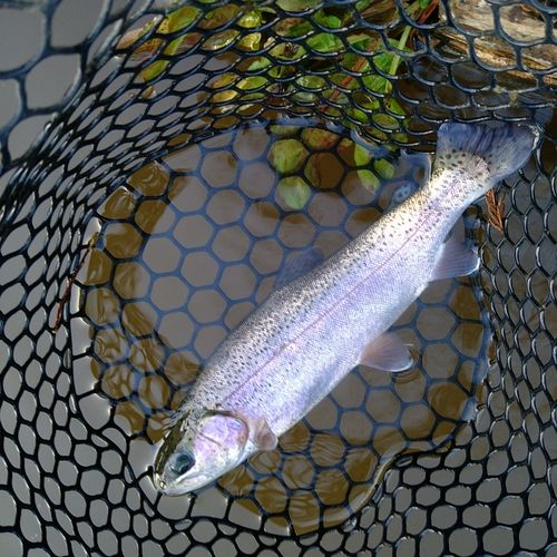 ニジマスの釣果