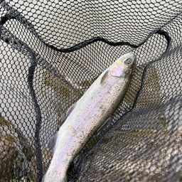 レインボートラウト