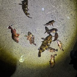 タケノコメバル