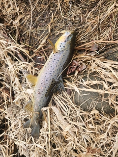 ブラウントラウトの釣果