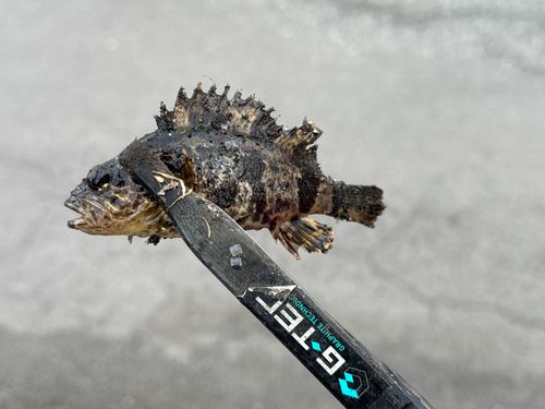 タケノコメバルの釣果