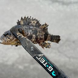 タケノコメバル