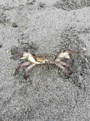 モクズガニの釣果