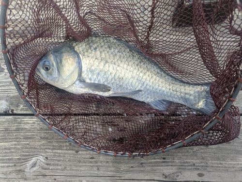 ヘラブナの釣果